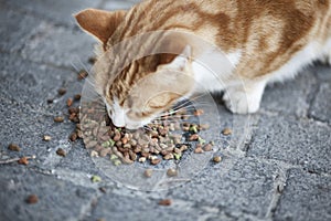 Abandoned street cat eating food