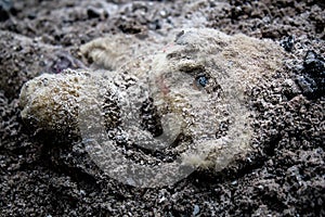 Abandoned teddy bear toy buried in the dirt