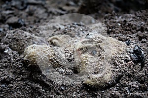 Abandoned teddy bear toy in the dirt