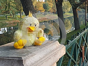 abandoned toy duck.