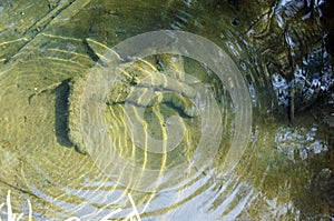 Abandoned toy underwater
