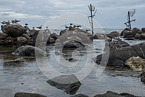 Abandoned traditional fishermen`s poles in Sri Lanka