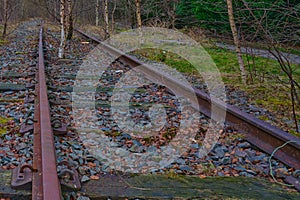 Abandoned train track blocked with trees