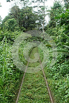 Abandoned train tracks in the jungle