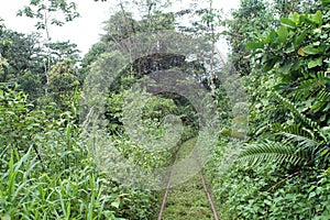 Abandoned train tracks in the jungle