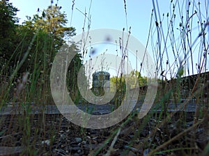 Abandoned train through the weeds