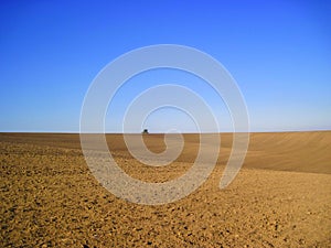 abandoned tree in the middle of winter fields