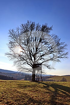 An abandoned tree stands in the middle of a meadow in the sunshine 2