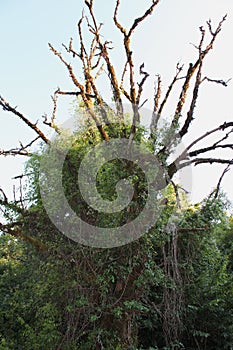 Abandoned trees and underbrush in Vikos gorge Epirus