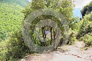 Abandoned trees and underbrush in Vikos gorge Epirus