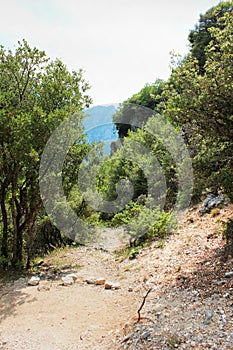 Abandoned trees and underbrush in Vikos gorge Epirus