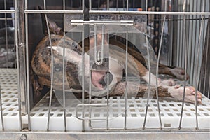 An abandoned or unwanted bull terrier in a cage at the dog pound, animal shelter or veterinarian clinic