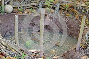 abandoned in a vase with stagnant water inside. close up view. mosquitoes in potential breeding ground