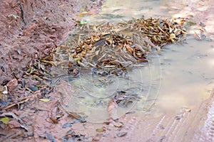 abandoned in a vase with stagnant water inside. close up view. mosquitoes in potential breeding ground