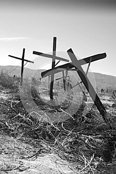 Abandoned vineyard photo