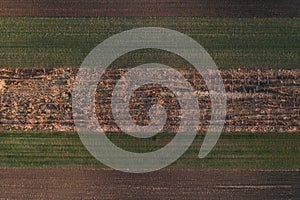 Abandoned vineyard from drone pov