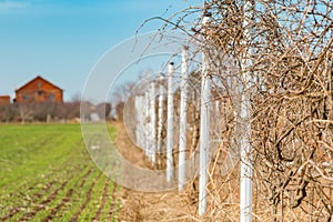 Abandoned vineyard