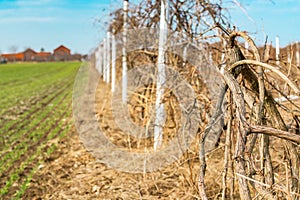 Abandoned vineyard