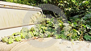 Abandoned vintage jeep overgrown with green foliage on a roadside under bright sunlight old not working vehicle or car