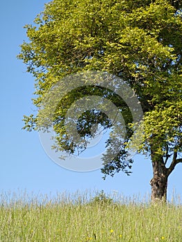 Abandoned green walnut tree on meadow.