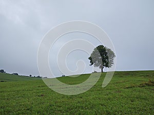 Abandoned green walnut tree on meadow.