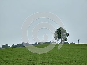 Abandoned green walnut tree on meadow.