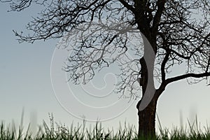 Abandoned walnut tree on meadow.