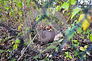 Abandoned watering-can