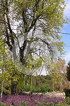 Abandoned well next to tree