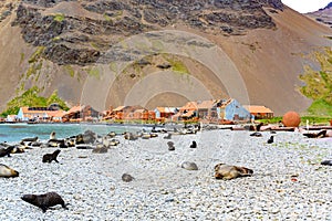 Abandoned whaling station on Stromness with antarctic fur seal colony in front, South Georgia