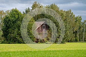 Abandoned wooden barn in bright sunshine, standing at the end of a green field, totally overgrown by lush green trees