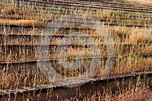 Abandoned wooden benches and bleachers overgrown with dry grass and weeds at an old stadium