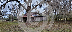 Abandoned wooden home surrounded by creepy pecan and oak trees