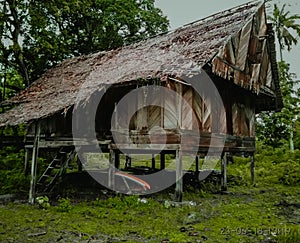An abandoned wooden old house, desolation and ruin, an old village house among the trees In fores