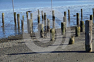 Abandoned wooden pilings on the beach in the Pacific Northwest