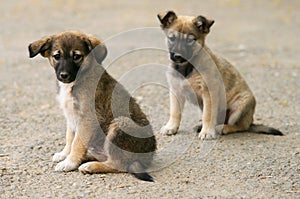 Abandonned puppies