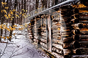 Abandonned shack within the forest