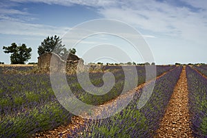 Abandonned stone shed in a lavender field