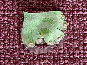 The abaxial face ABET or lower sides with spores of the flat heart-shaped lime green leaflet.