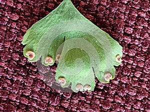 The abaxial face ABET or lower sides with spores of the flat heart-shaped lime green leaflet.