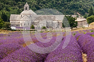 Abbaye de Senanque in Provence, France photo