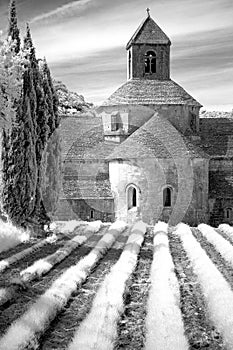 Abbaye de Senanque photo