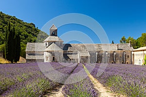 Abbaye de SÃ©nanque with blooming lavender field