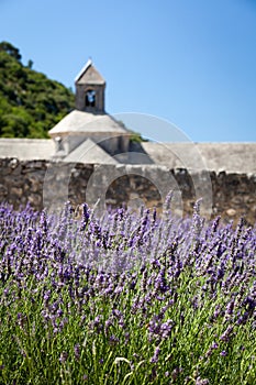 Abbaye de SÃ©nanque with blooming lavender field