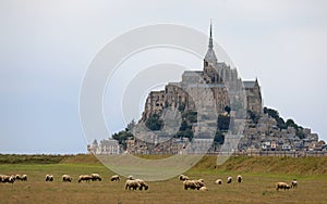 abbey of Mont Saint Michel in France and Suffolk black headed sheep grazing