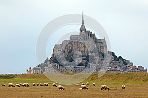 abbey of Mont Saint Michel in Northern France and Suffolk black headed sheep grazing