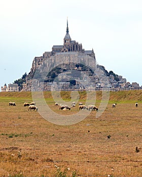 abbey of Mont Saint Michel in Northern France and Suffolk black headed sheep grazing photo