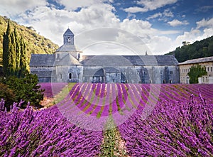 Abbey of Senanque with blooming lavander. France