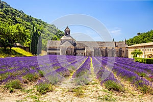 Abbey of Senanque and blooming rows lavender flowers. Gordes, Luberon, Vaucluse, Provence, France.