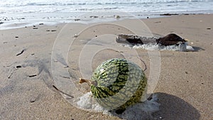 Abbora-chila Cucurbita ficifolia